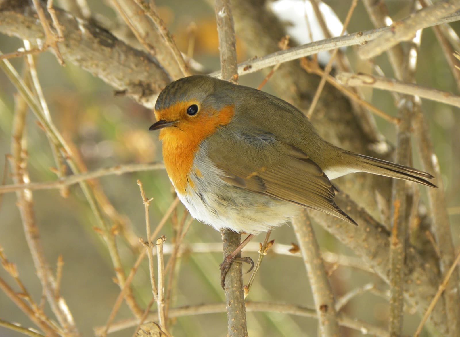 European Robin
