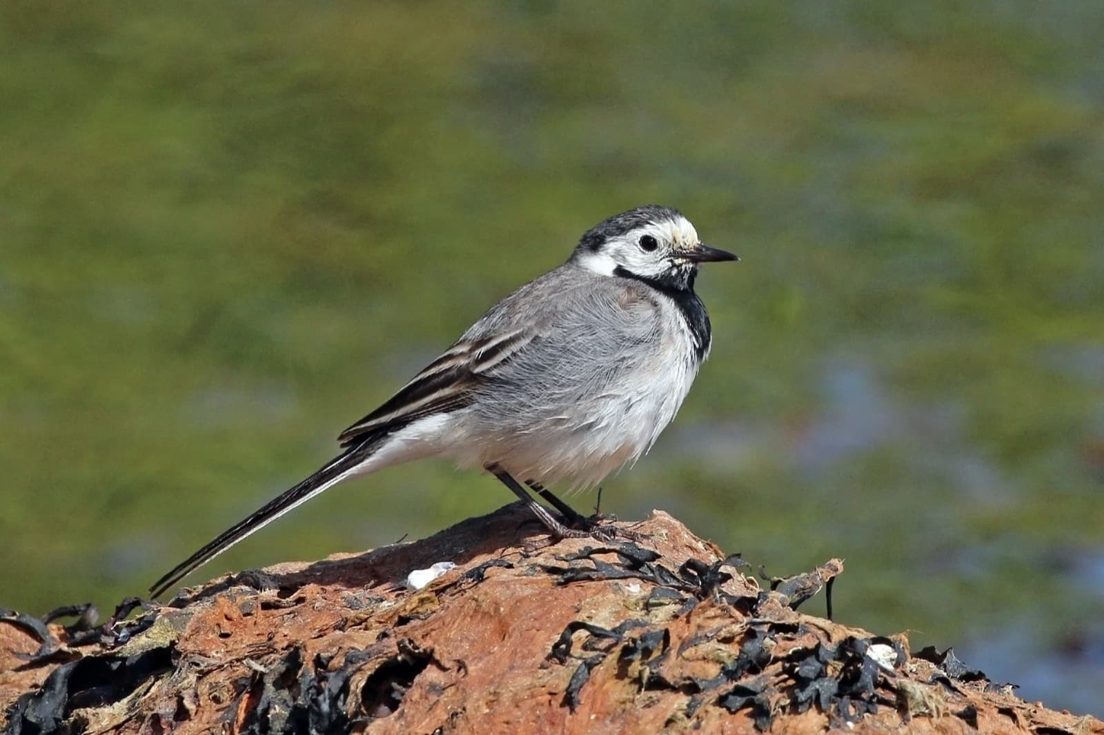 White Wagtail