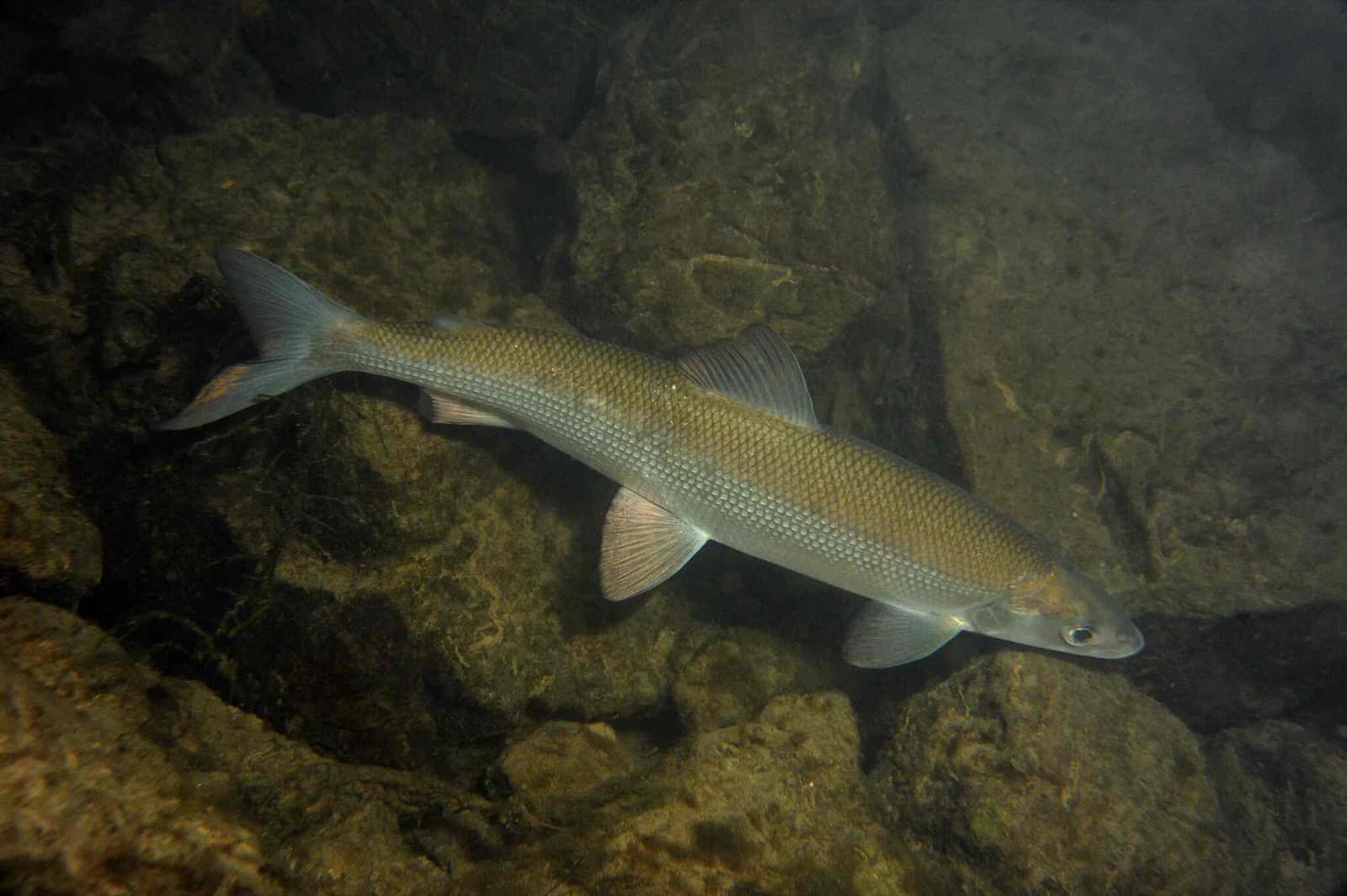European Whitefish