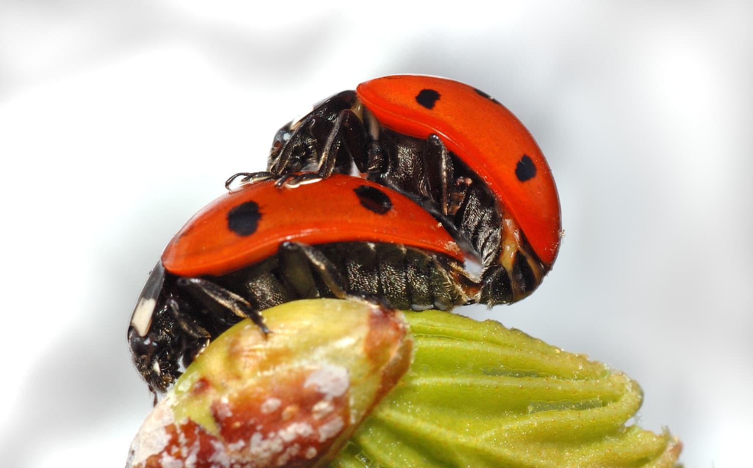 Seven-spot Ladybird