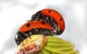 Seven-spot Ladybird