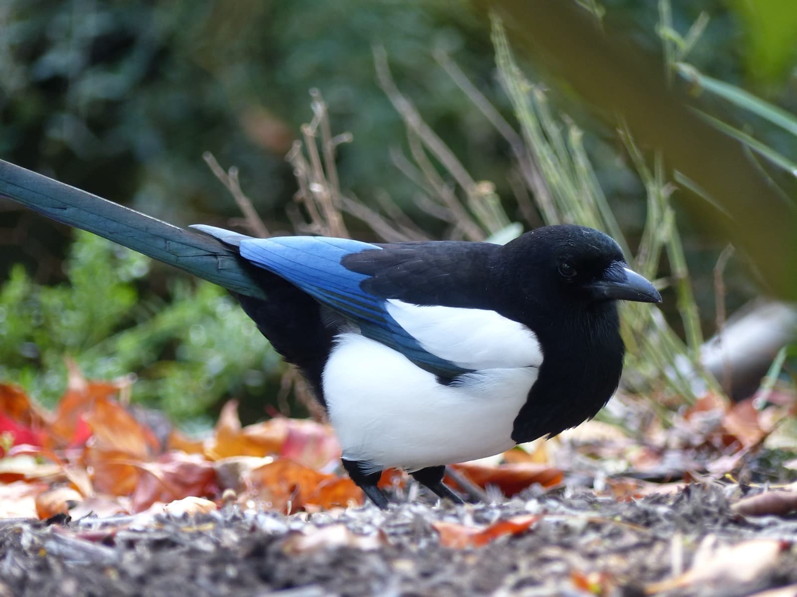 Eurasian Magpie