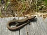 Viviparous Lizard
