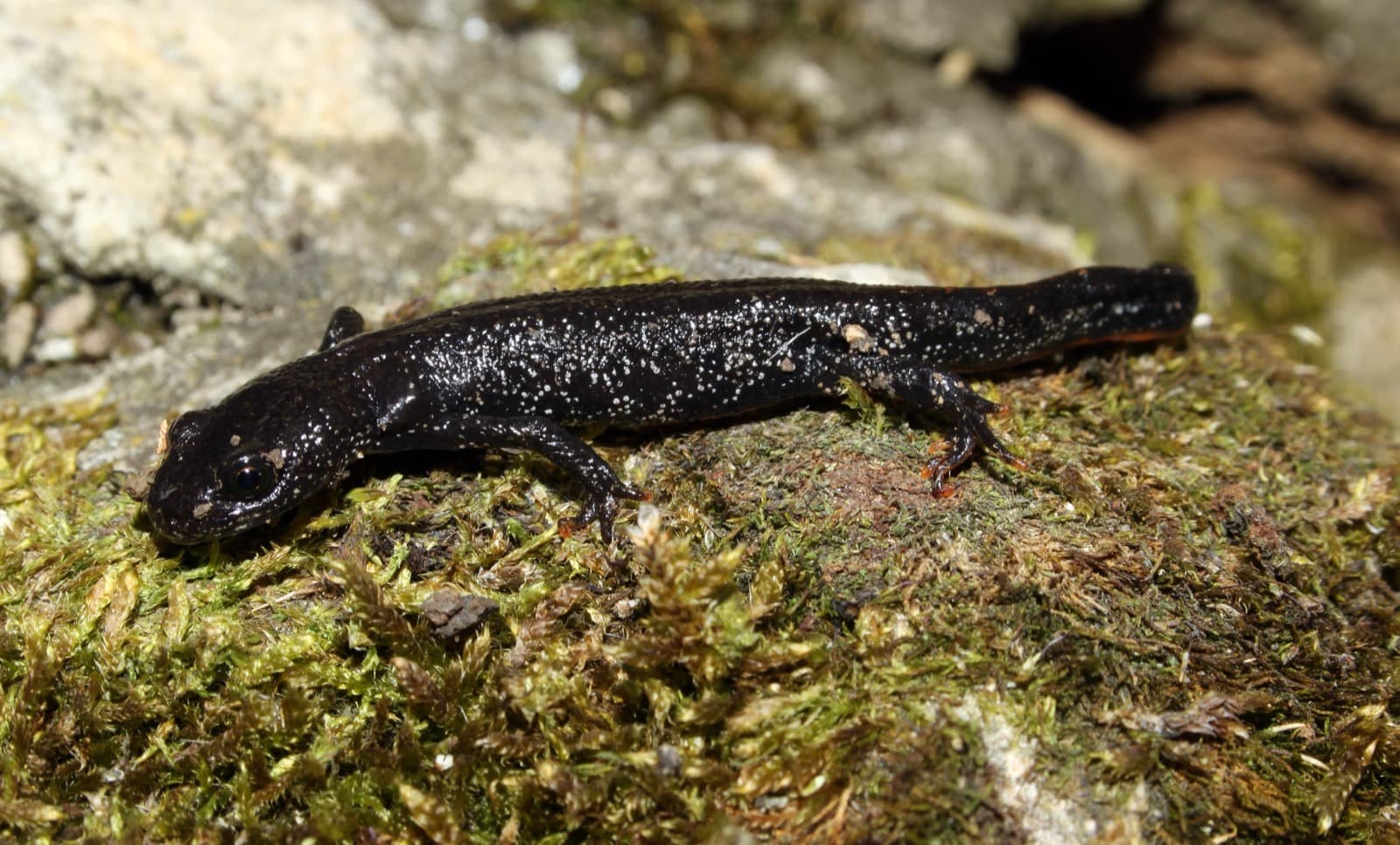 Great Crested Newt