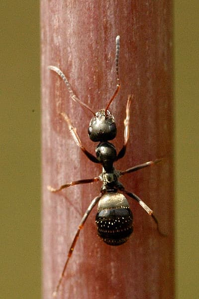 Black Garden Ant