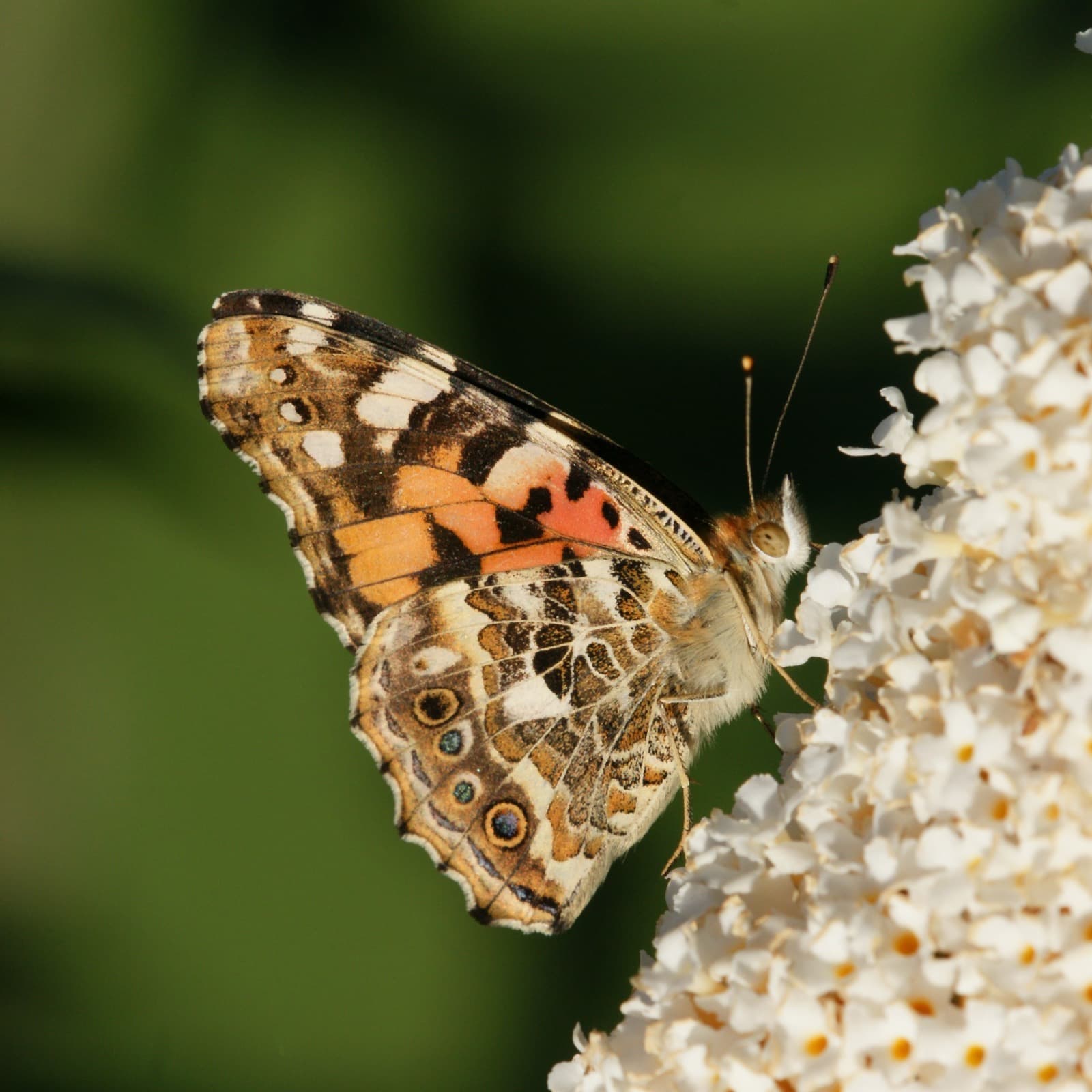 Painted Lady