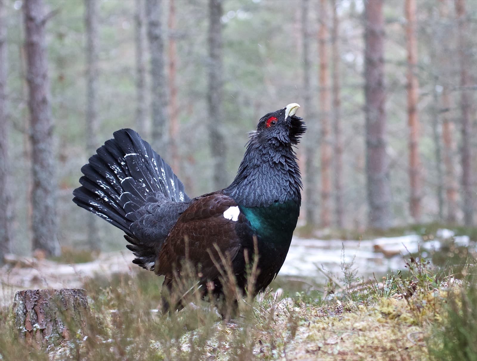 Western Capercaillie