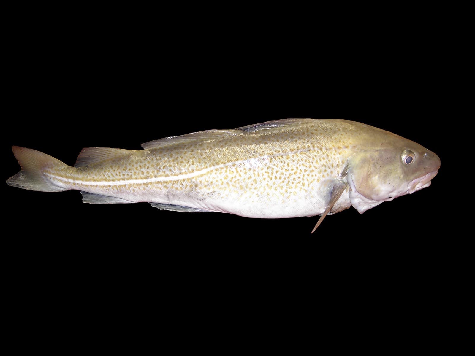 Atlantic Cod