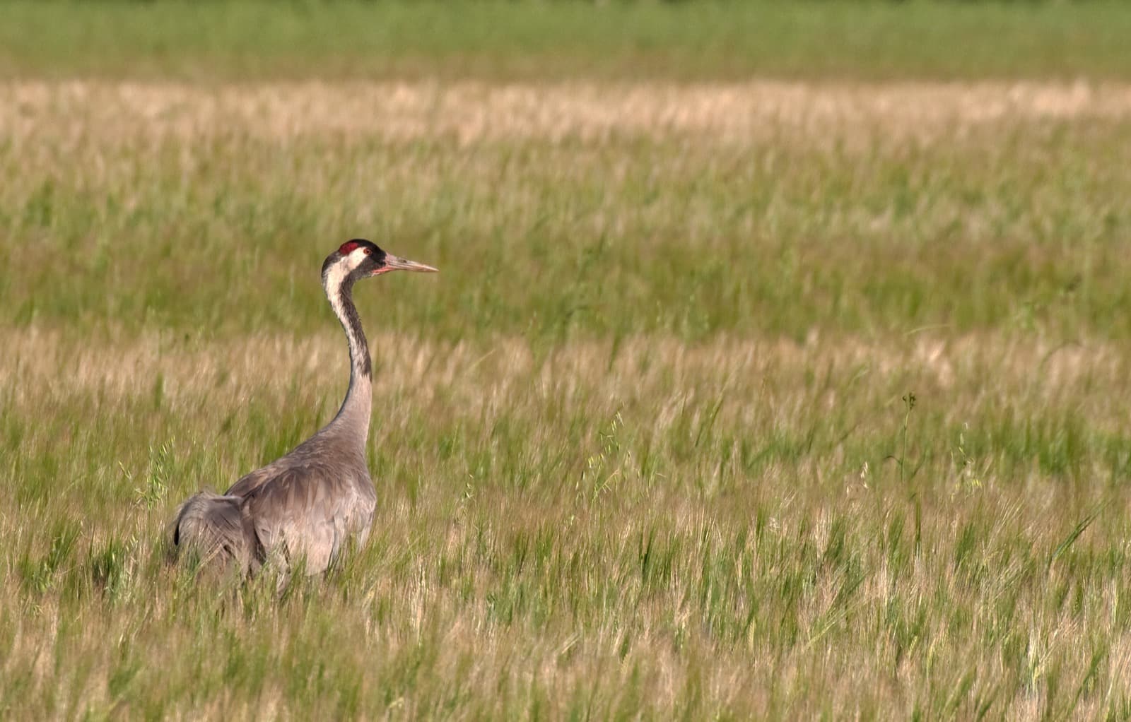Common Crane