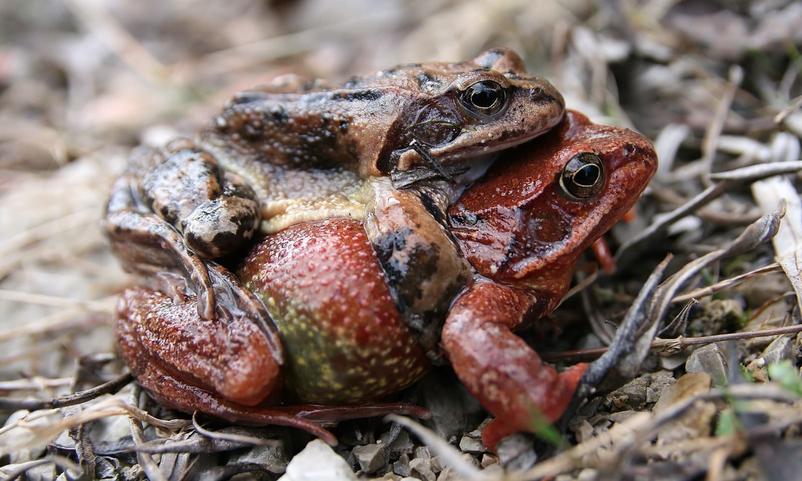Common Frog