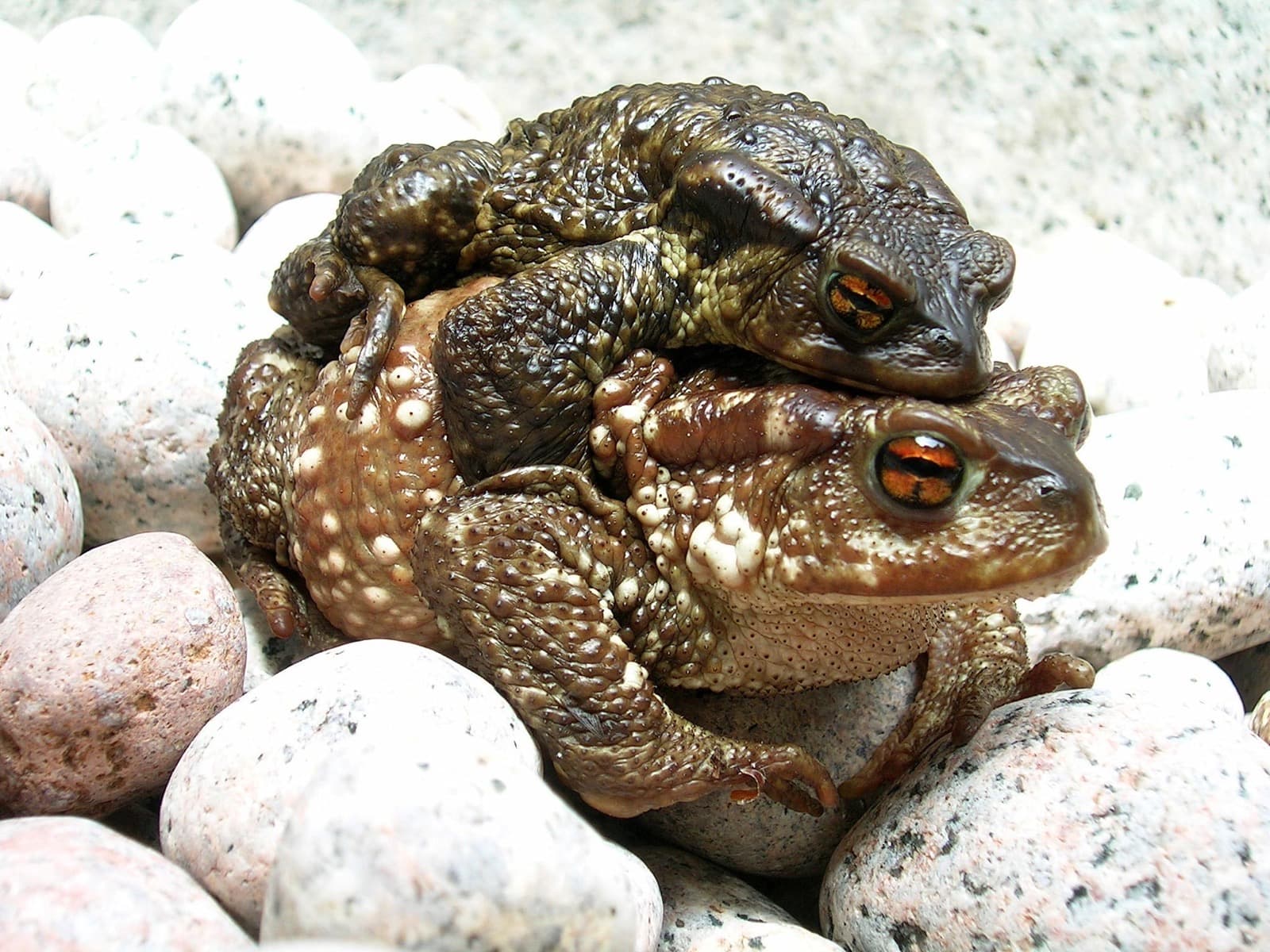 Common Toad