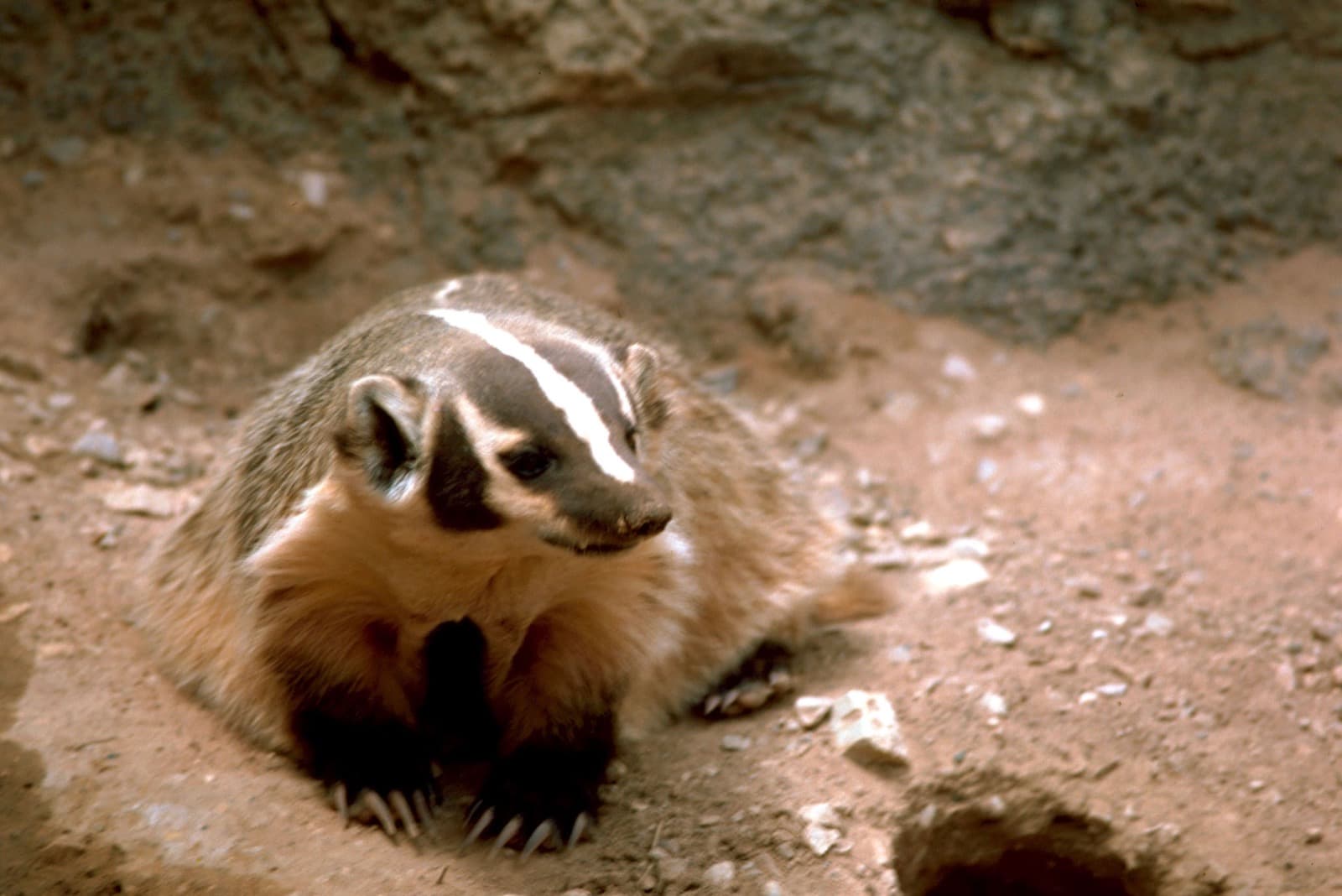 American Badger