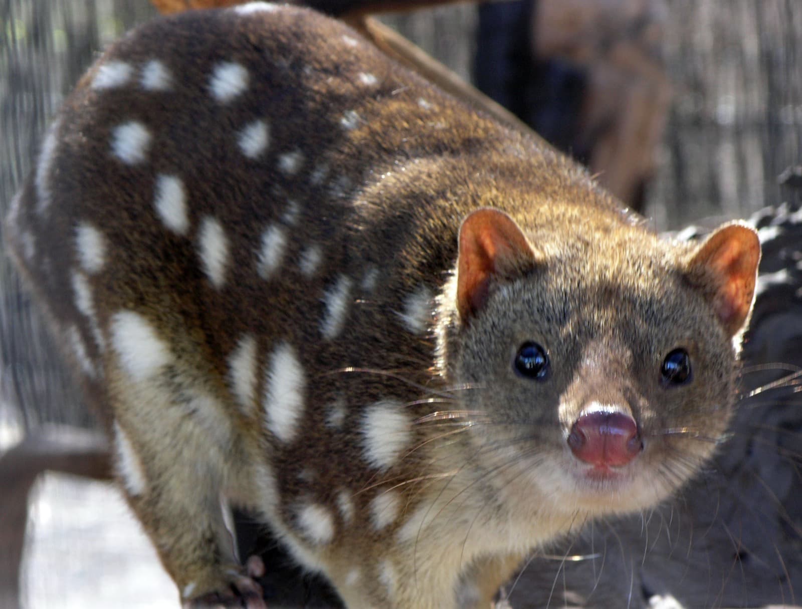 Spotted-Tailed Quoll