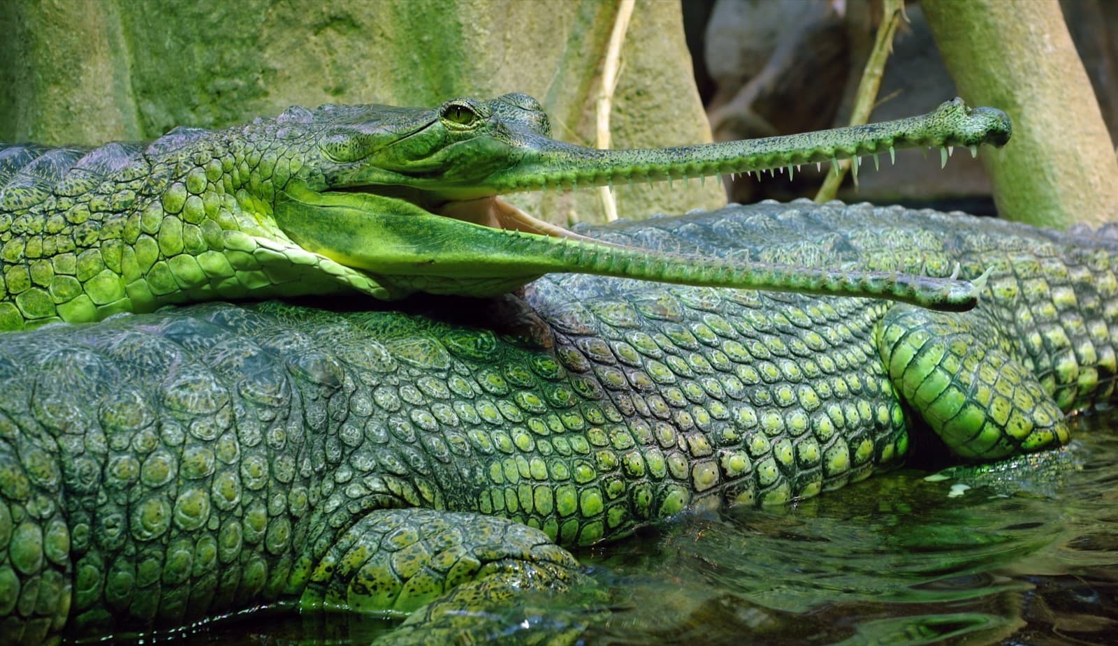 Gharial