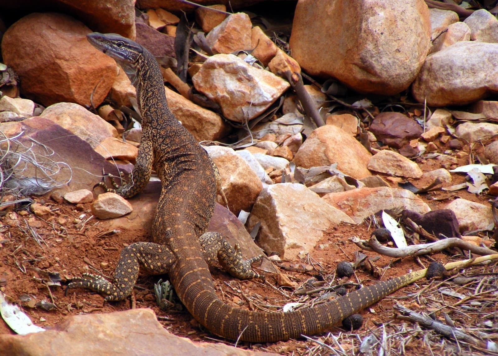 Sand Goanna