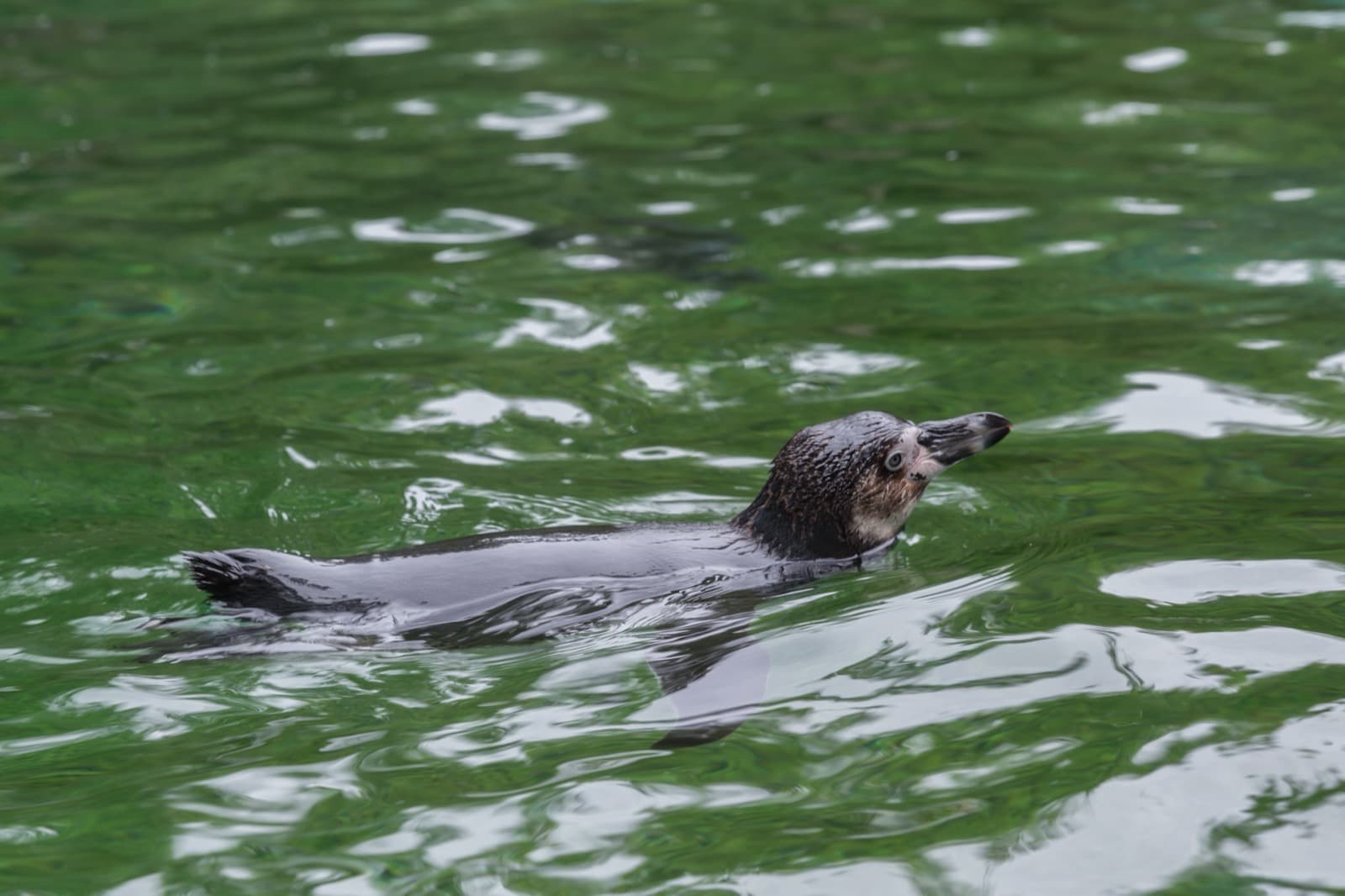 Humboldt Penguin
