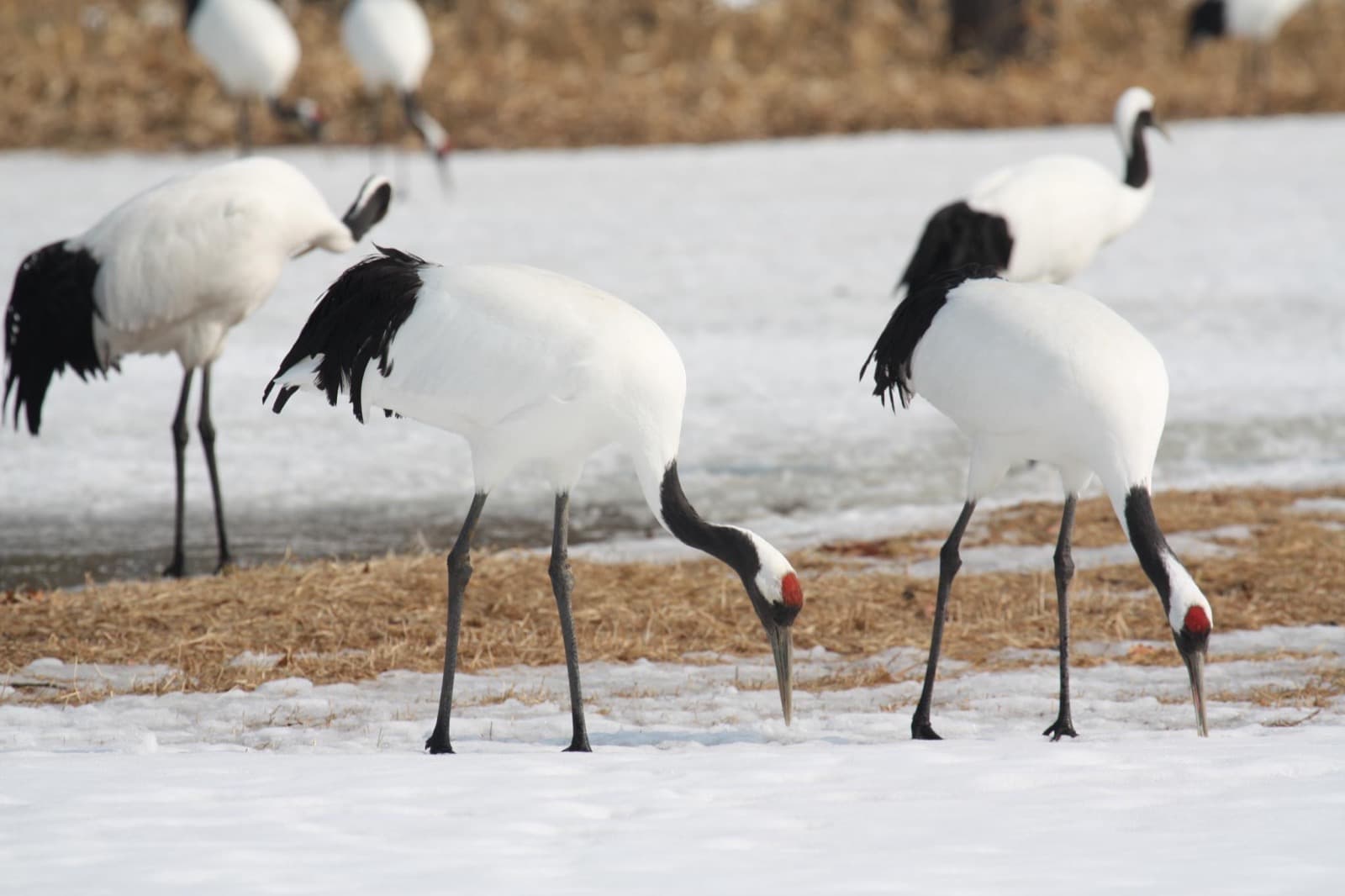 Red-Crowned Crane