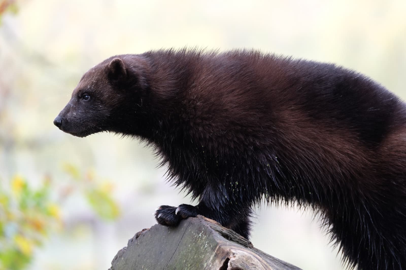 Wolverine
