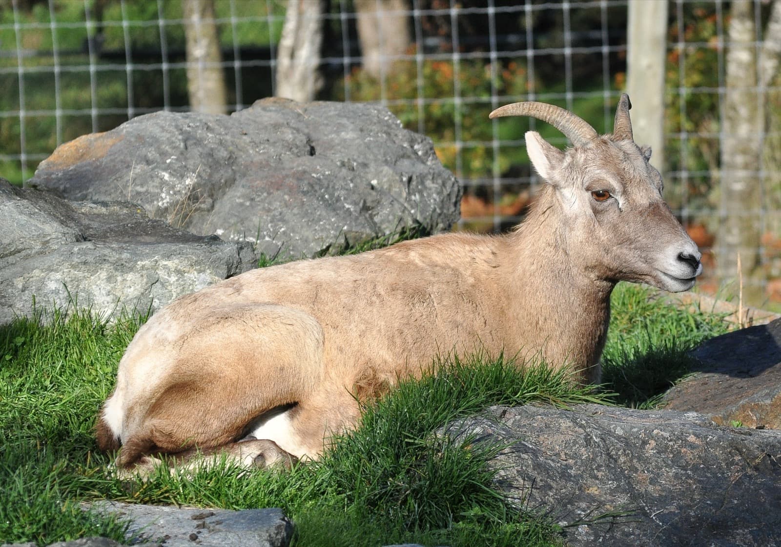 Bighorn Sheep