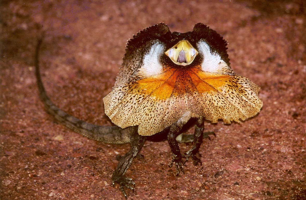 Frilled-Neck Lizard