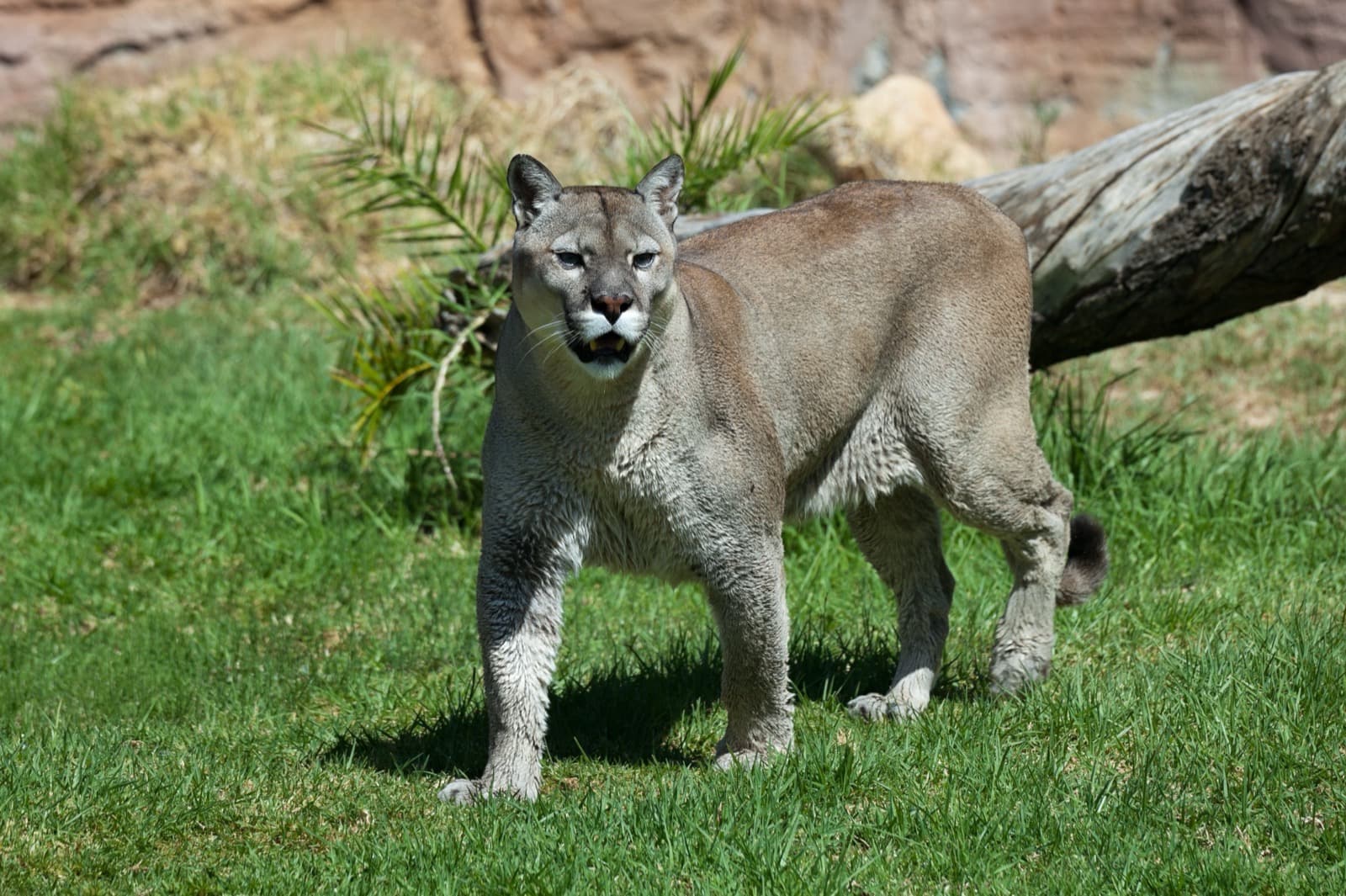Cougar