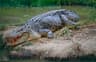 Saltwater Crocodile