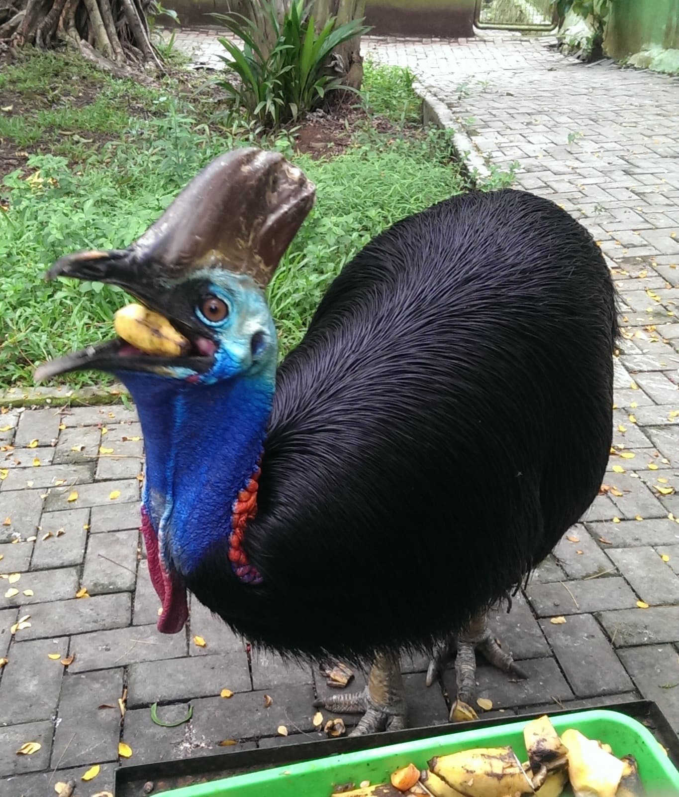 Southern Cassowary
