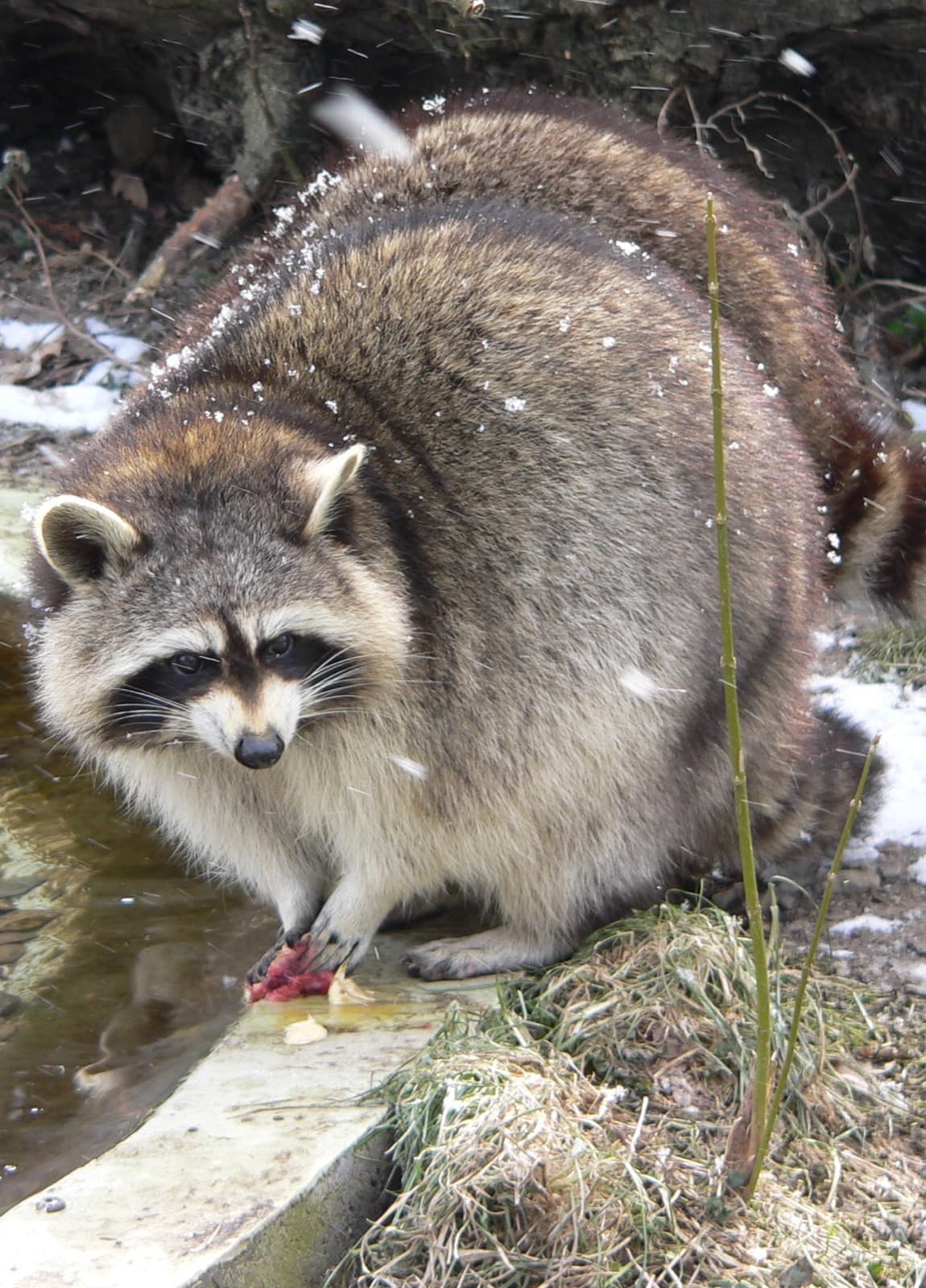 Raccoon