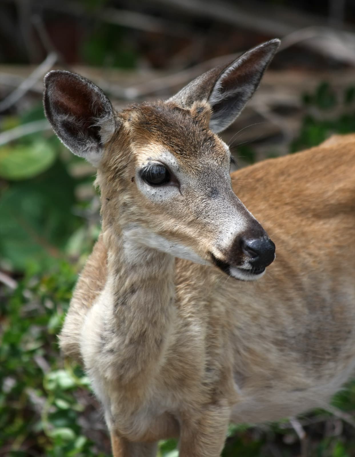 White-Tailed Deer