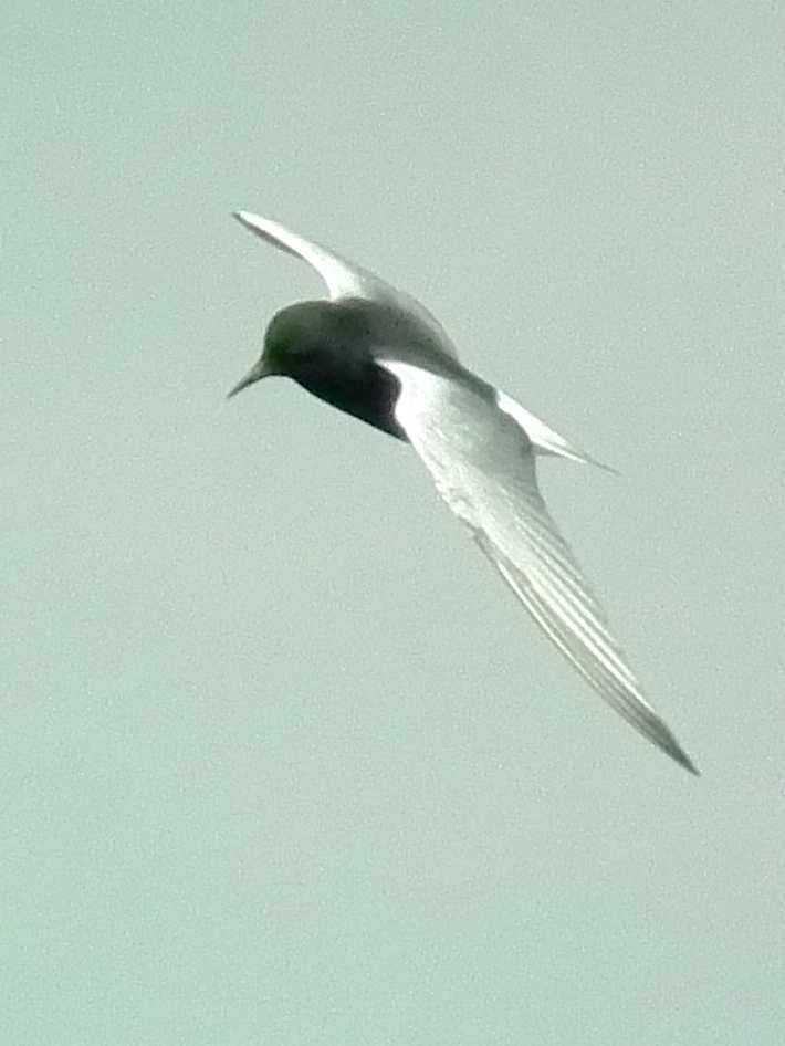 White-winged Tern