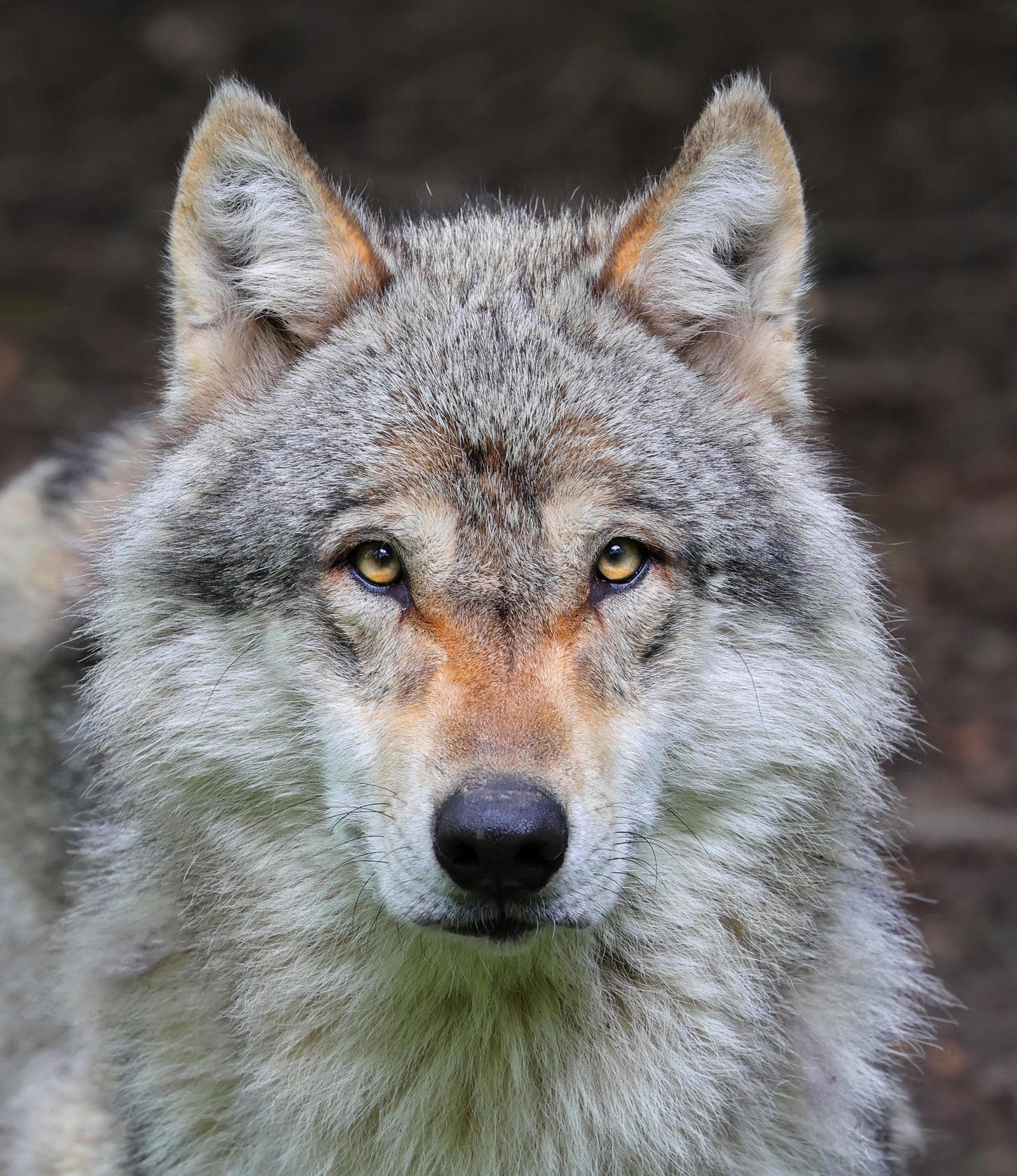 What Happens if Wolves Disappear? Predators' Crucial Role