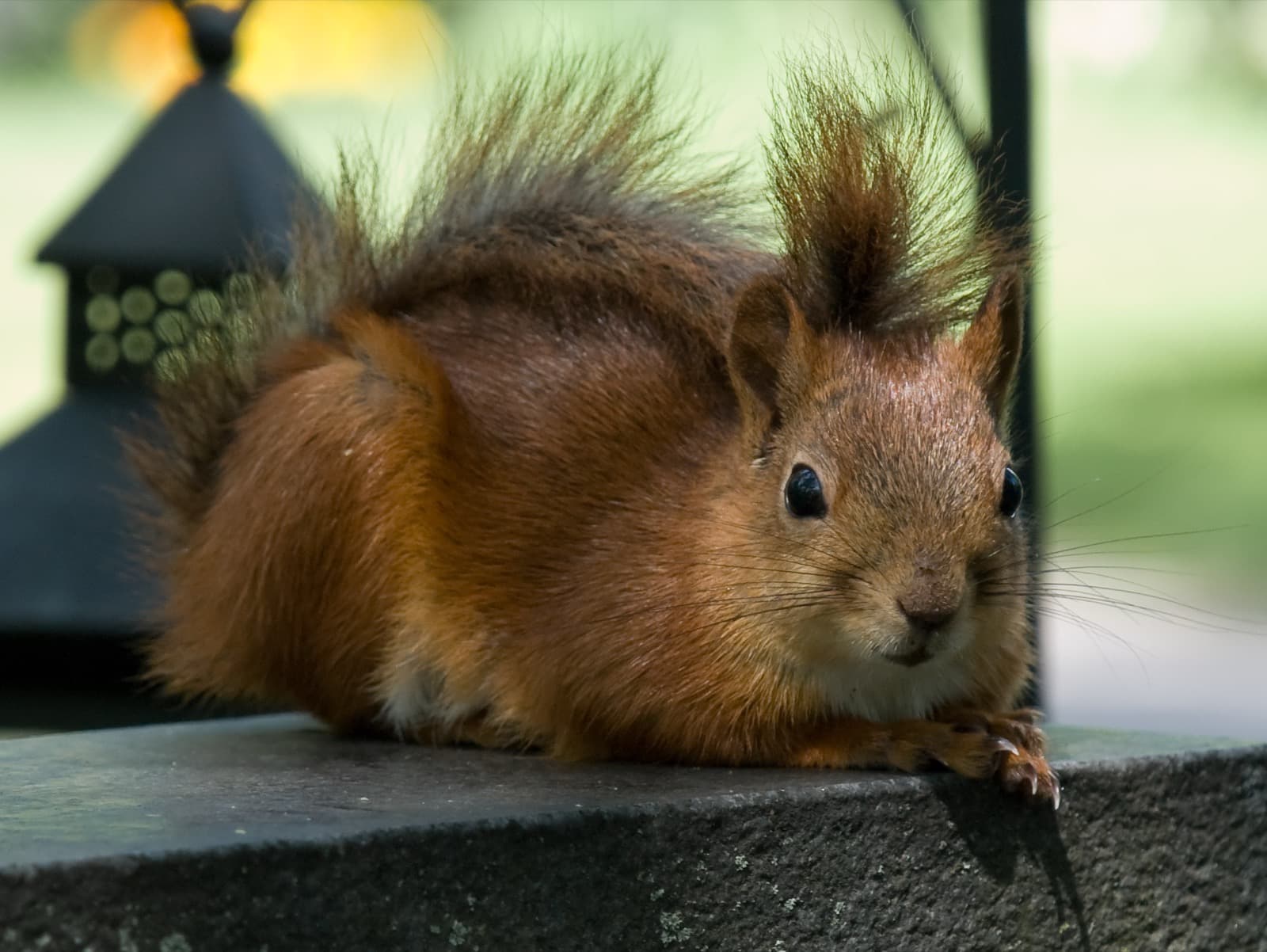 Red Squirrel