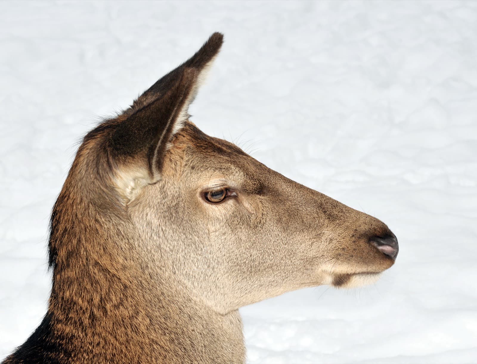 Red Deer