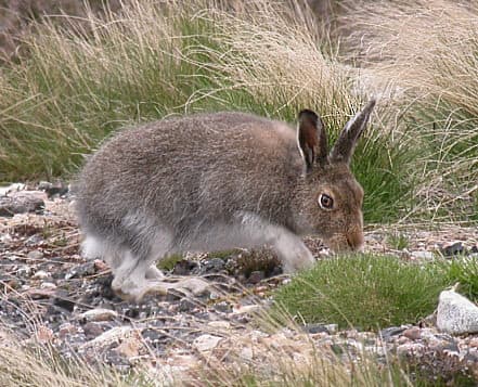 Mountain Hare