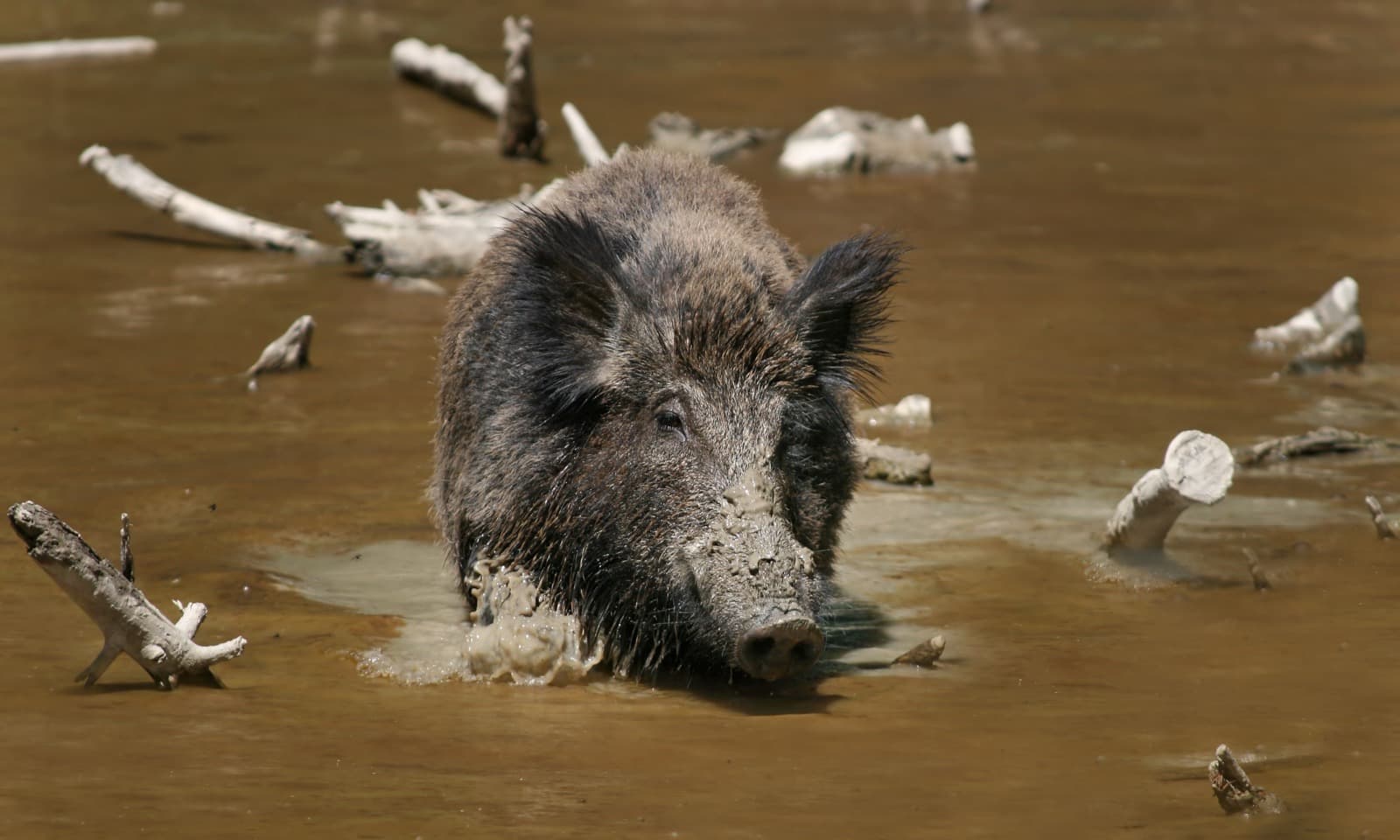 Wild Boar