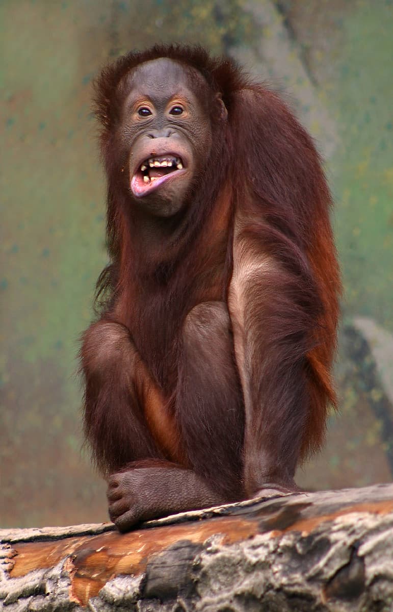 Bornean Orangutan