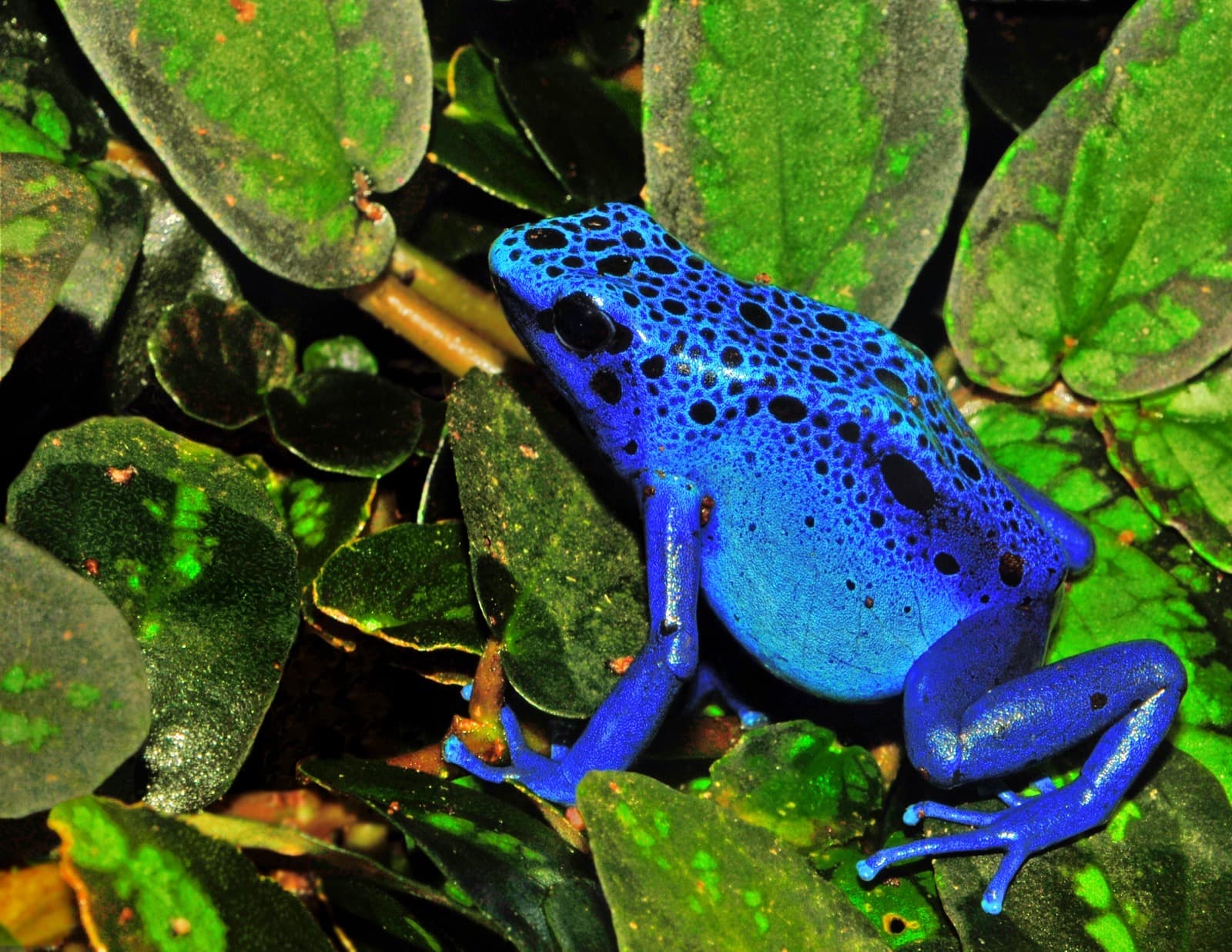 Dyeing Poison Dart Frog