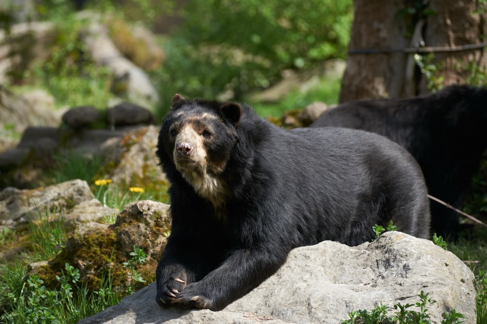 Spectacled Bear