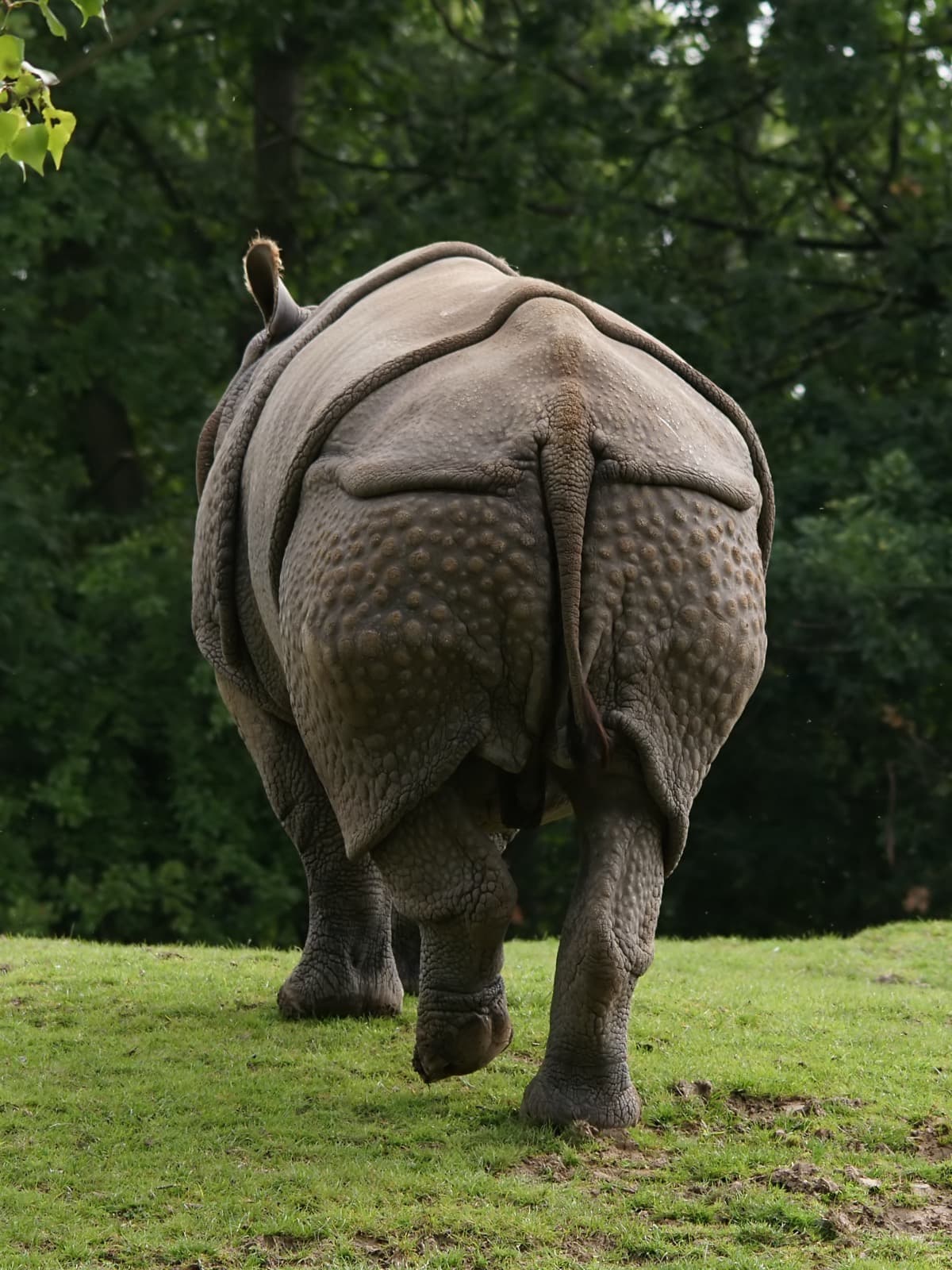 Indian Rhinoceros