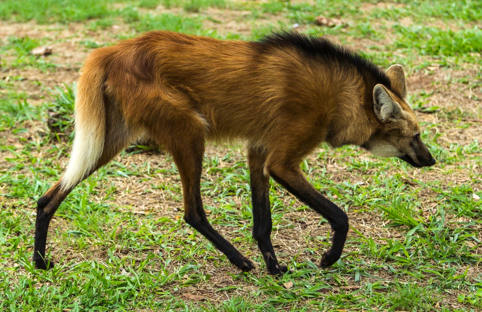 Maned Wolf