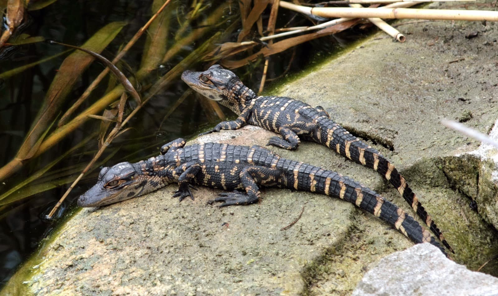 American Alligator