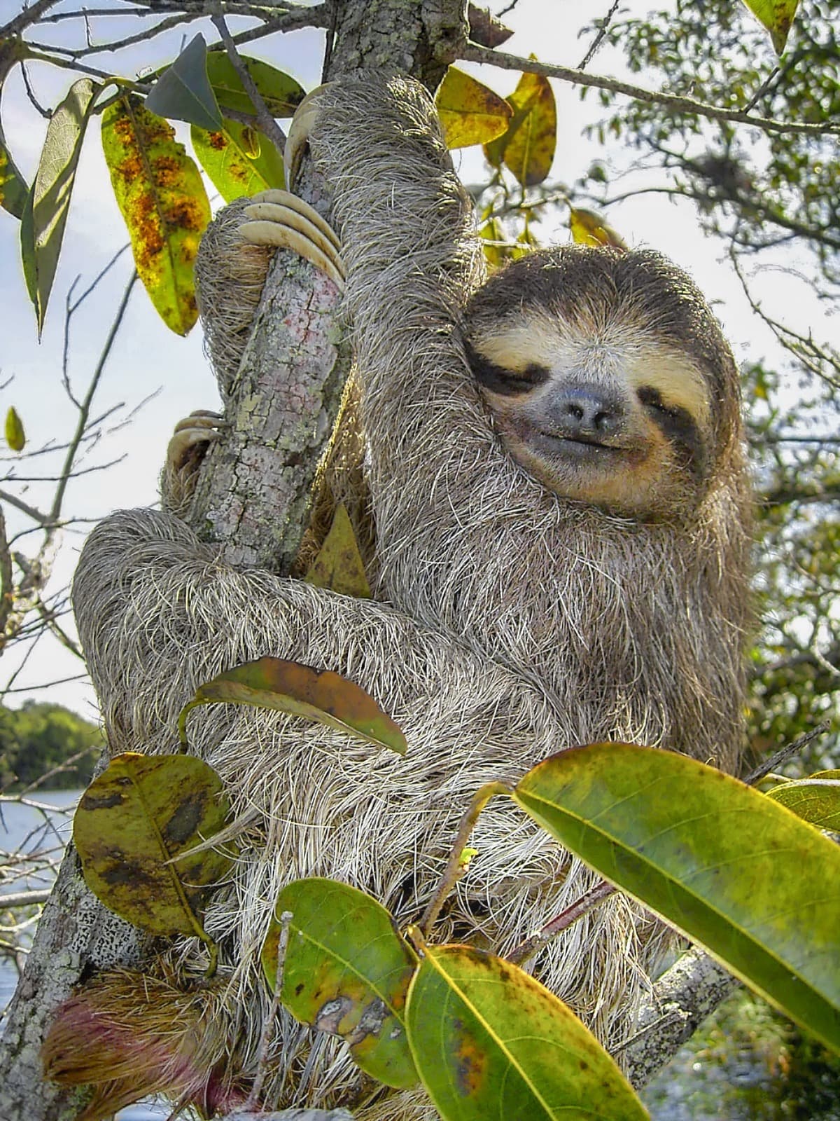 Brown-Throated Sloth