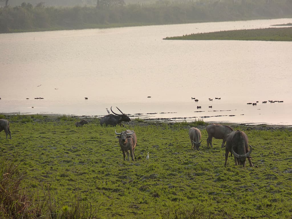 Wild Water Buffalo