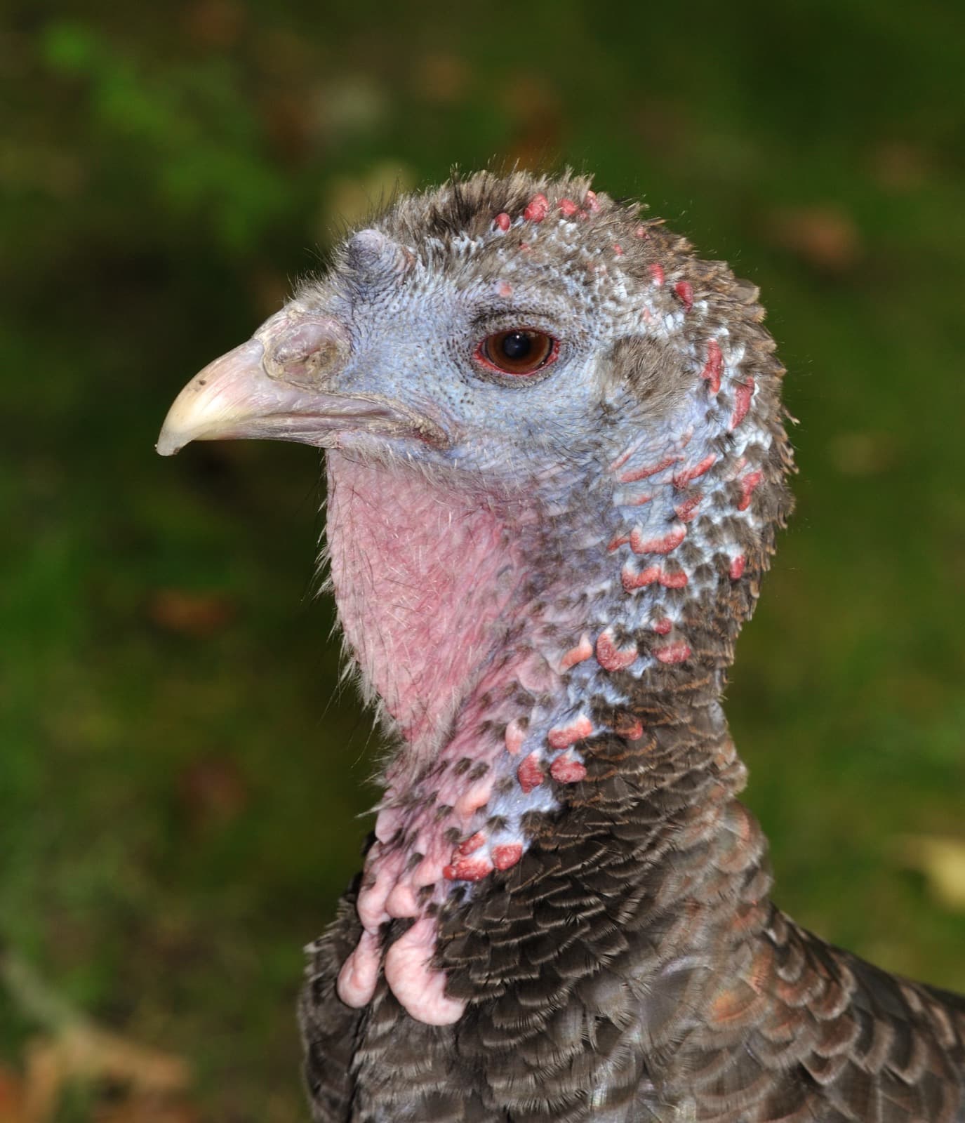 Wild Turkey