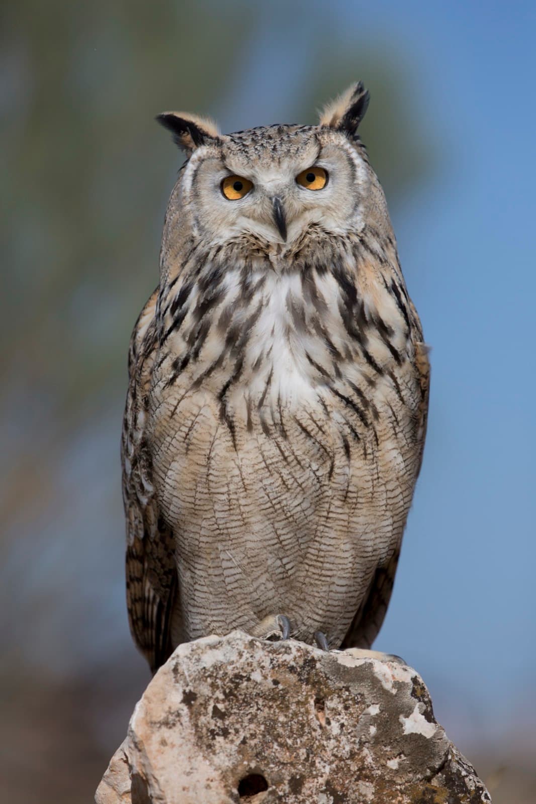 Great Horned Owl